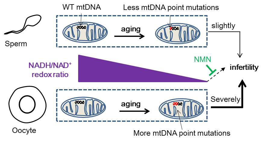 Aging Cell | 科学家发现衰老积累的线粒体DNA突变引发雌性不育并开发逆转方案