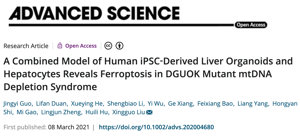 Advanced Science | 刘兴国组利用人肝类器官发现铁死亡引发肝病的细胞器机制