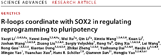 Sci. Adv.| 姚红杰课题组与清华大学团队合作揭示SOX2/DDX5与R-loop协同调控体细胞重编程的新机制