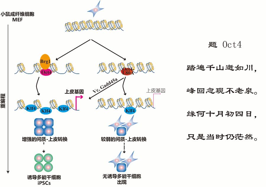 EMBO Journal|科学家揭示iPS重编程因子解锁异染色质之谜