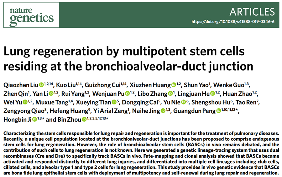 Nature Genetics|科研团队合作发现肺多能干细胞参与肺脏再生
