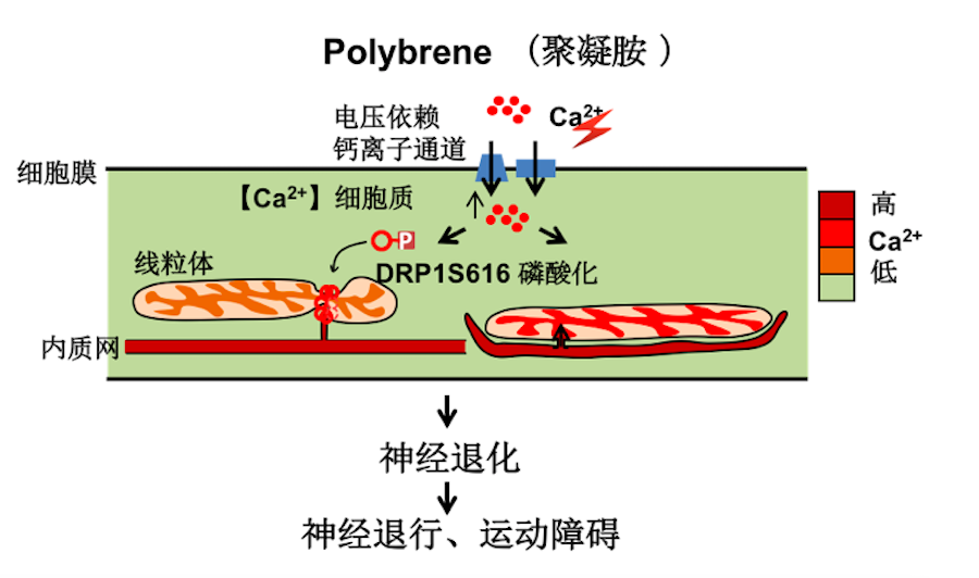 Cell Death & Disease|科学家发现基因治疗之佐剂引发神经退化