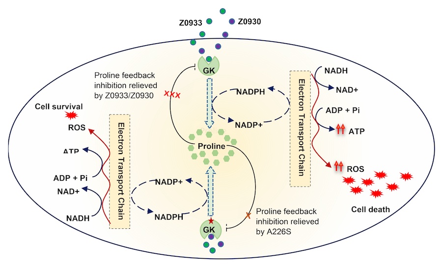 Cell Chemical Biology|研究发现增强谷氨酸激酶活性可杀死结核菌