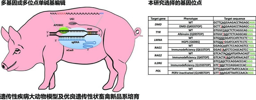 Nature Communications|科学家利用单碱基编辑器首次在猪上实现多位点单碱基编辑