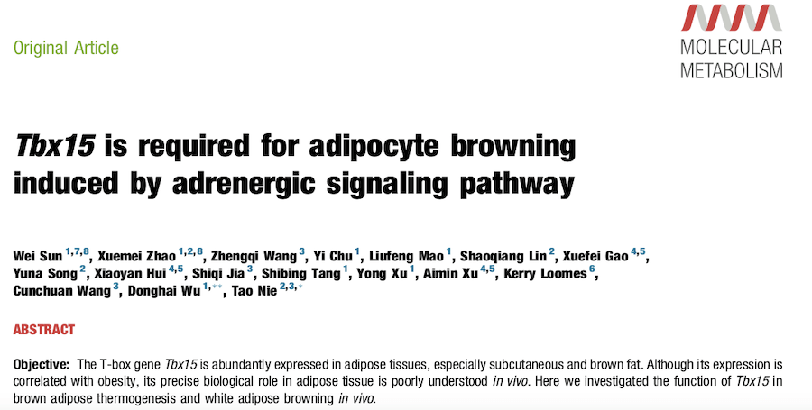 Molecular Metabolism | 科研团队最新研究成果或将成为治疗肥胖及相关代谢疾病新的潜在靶点