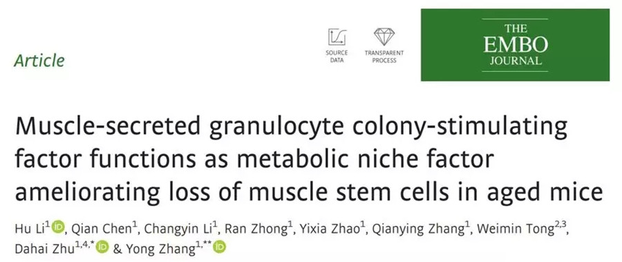 EMBO J. | 科研团队合作揭示MyoD介导的组织代谢微环境在衰老过程中调控成体干细胞异质性的功能和分子机制