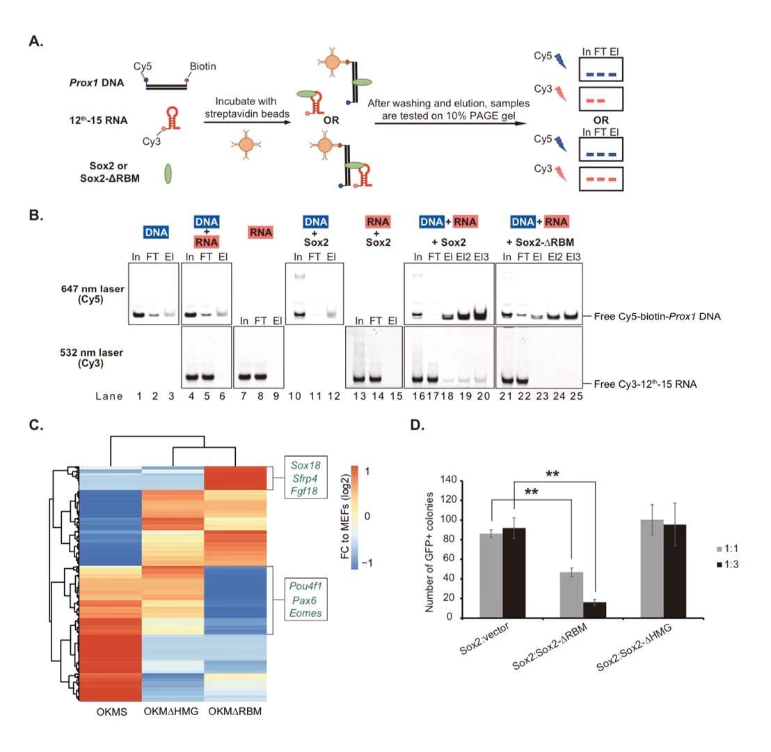 Nucleic Acids Research | 科研团队发现转录因子Sox2调节体细胞重编程的新机制