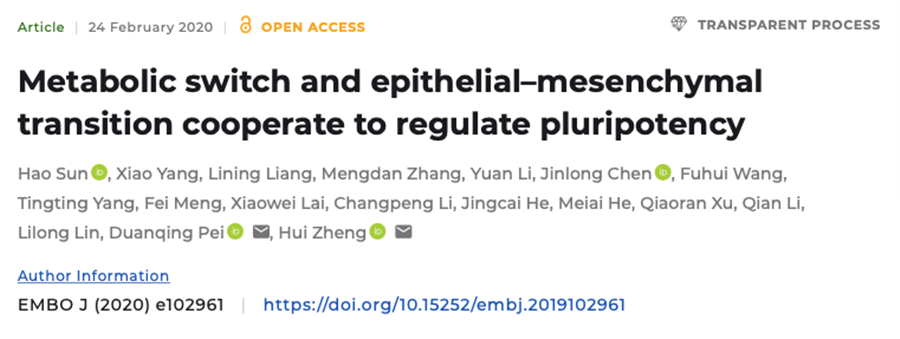 The EMBO Journal | 科研团队揭示体细胞多能性调控新机制 或可为肿瘤研究提供新视角