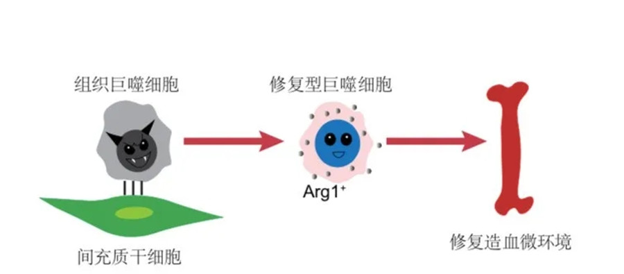 Leukemia | 科研团队合作开发出干细胞修复白血病骨髓微环境新技术