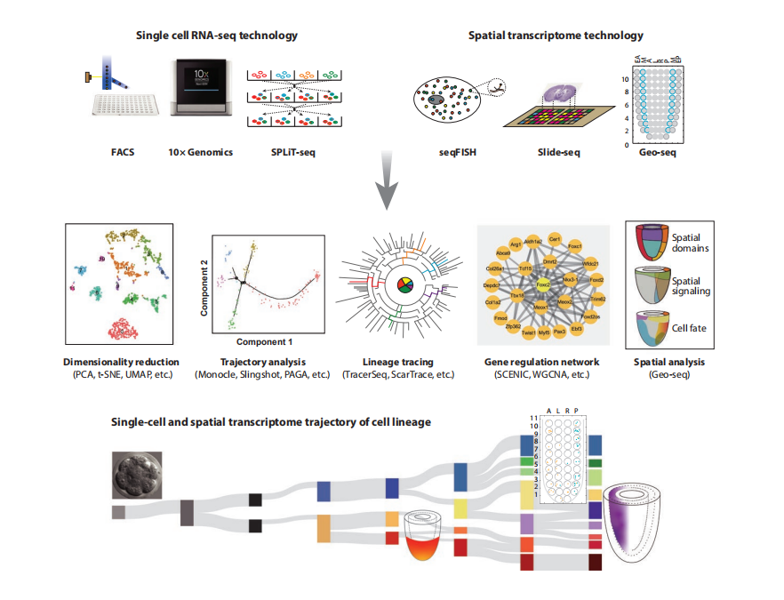 综述 | 单细胞RNA测序和空间转录组学技术描绘胚胎发育的干细胞谱系