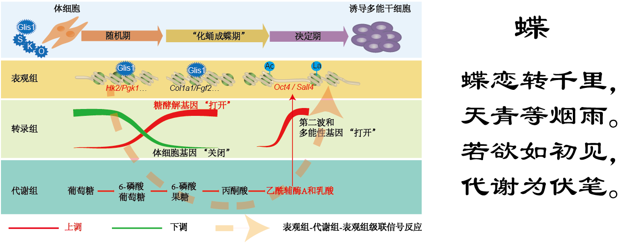 Nat. Metab. | 刘兴国组发现细胞命运调控的“表观组-代谢组-表观组”跨界蝴蝶效应